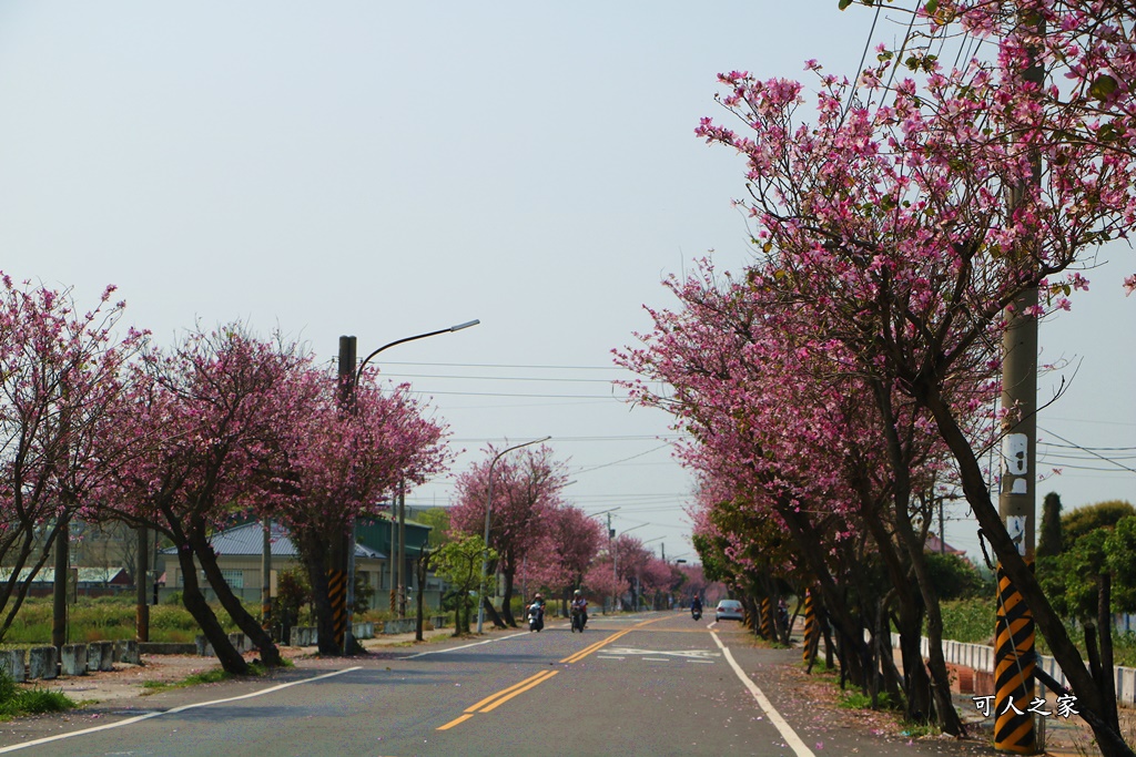 旅遊羊蹄甲,雲林土庫,雲林旅遊何處去,雲林景點一日遊,雲林櫻花綿延2公里,雲林賞花