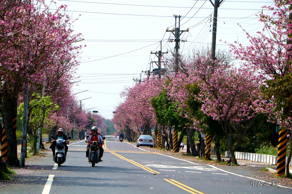 旅遊羊蹄甲,雲林土庫,雲林旅遊何處去,雲林景點一日遊,雲林櫻花綿延2公里,雲林賞花