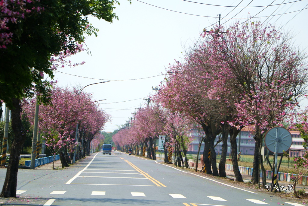 旅遊羊蹄甲,雲林土庫,雲林旅遊何處去,雲林景點一日遊,雲林櫻花綿延2公里,雲林賞花