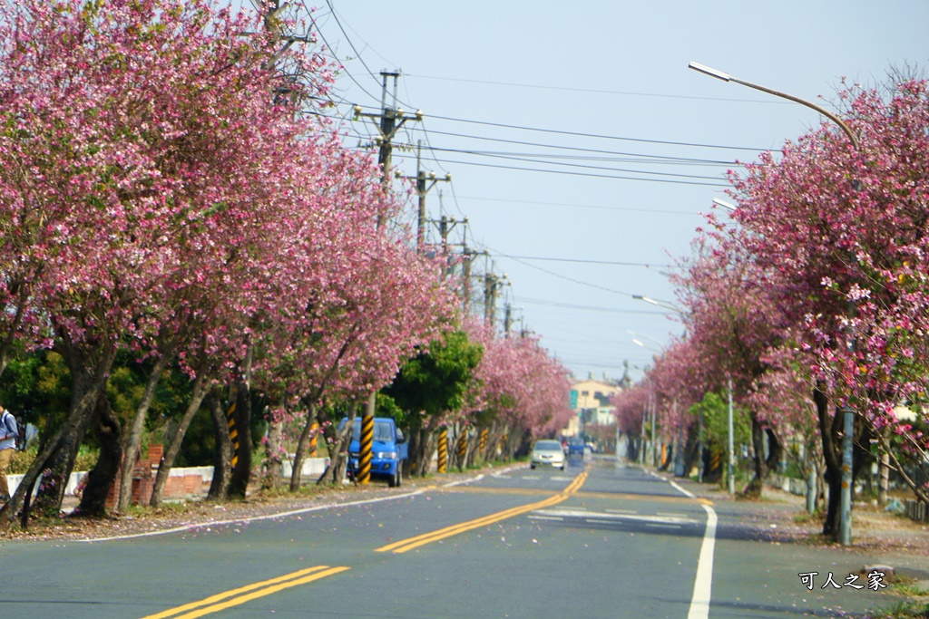 旅遊羊蹄甲,雲林土庫,雲林旅遊何處去,雲林景點一日遊,雲林櫻花綿延2公里,雲林賞花 @可人之家