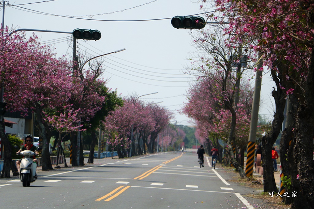 旅遊羊蹄甲,雲林土庫,雲林旅遊何處去,雲林景點一日遊,雲林櫻花綿延2公里,雲林賞花