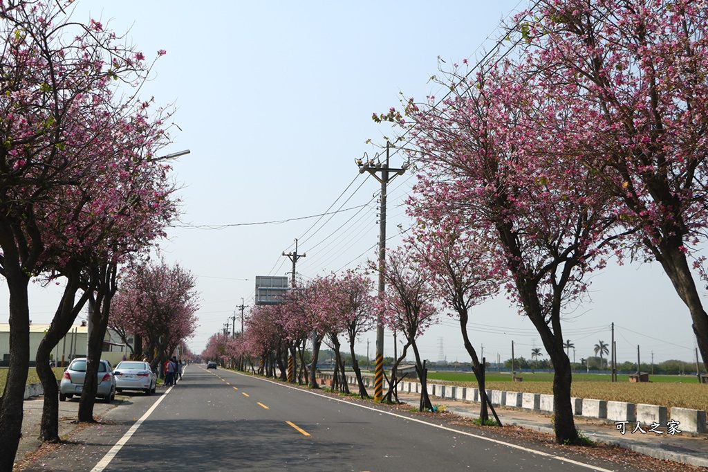 旅遊羊蹄甲,雲林土庫,雲林旅遊何處去,雲林景點一日遊,雲林櫻花綿延2公里,雲林賞花