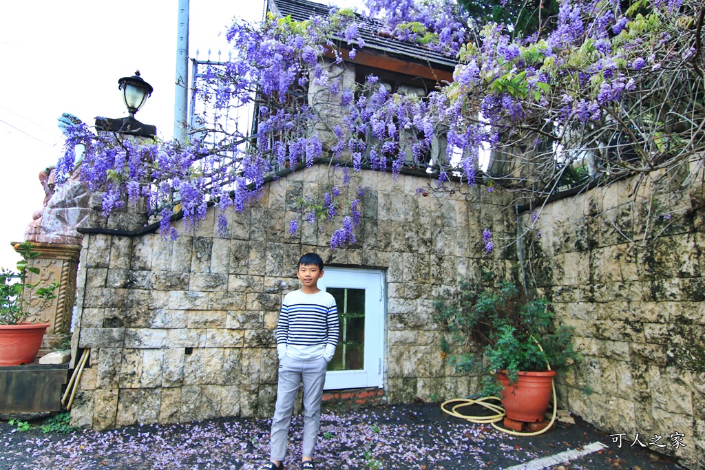 南投清境旅遊,南投紫藤花,清境紫藤花,紫藤花,霞飛音樂城堡