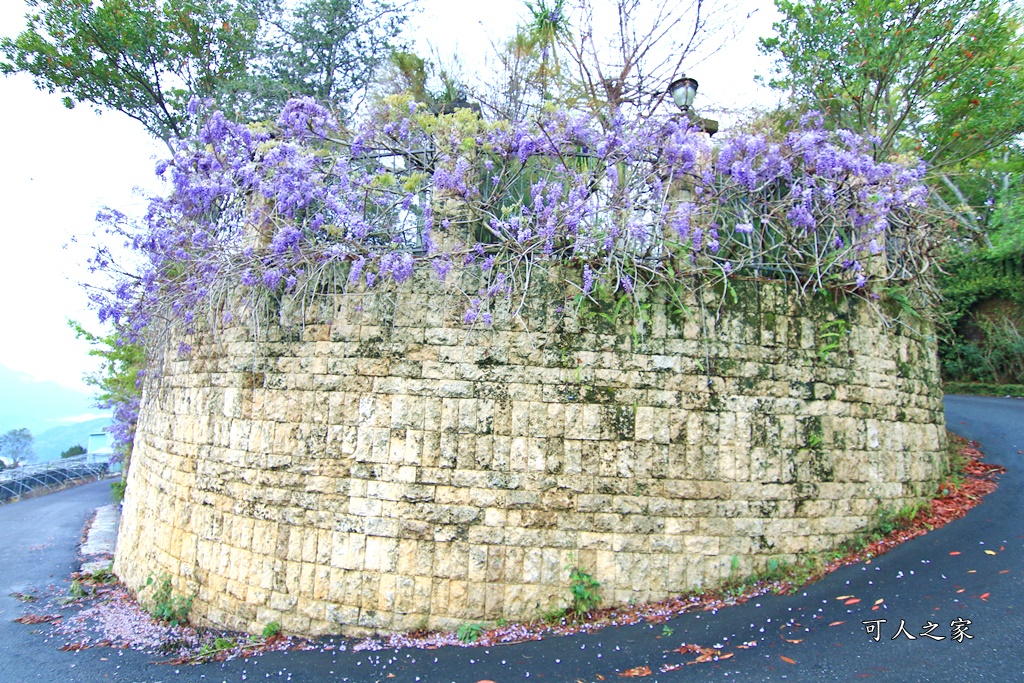 南投清境旅遊,南投紫藤花,清境紫藤花,紫藤花,霞飛音樂城堡