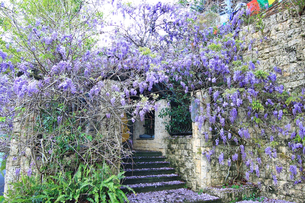 南投清境旅遊,南投紫藤花,清境紫藤花,紫藤花,霞飛音樂城堡