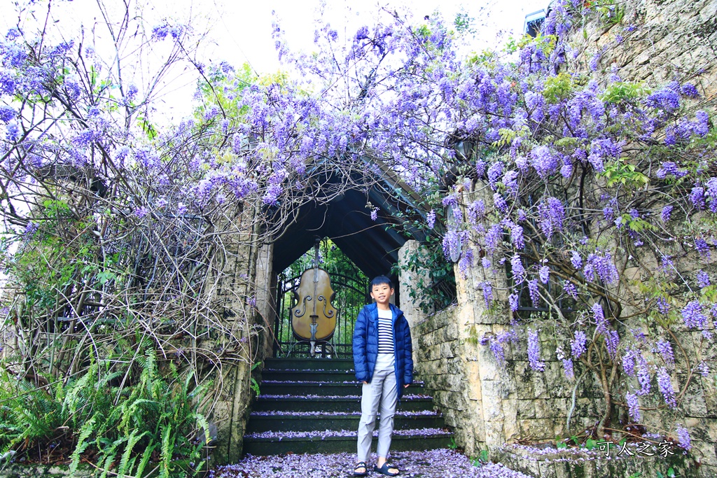 南投清境旅遊,南投紫藤花,清境紫藤花,紫藤花,霞飛音樂城堡