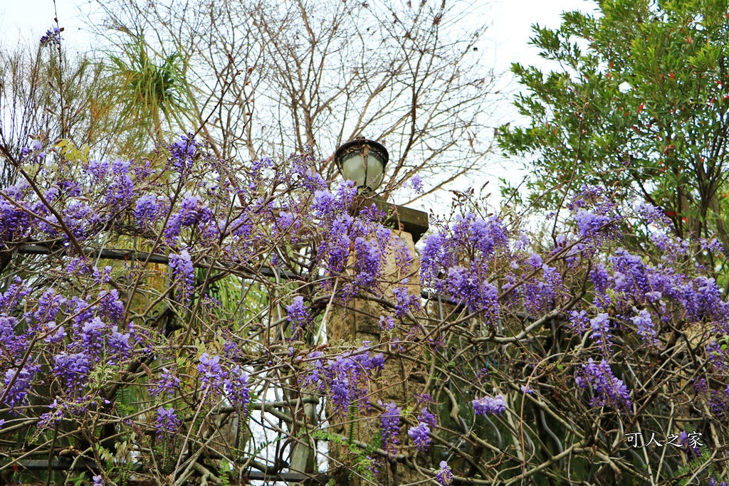 南投清境旅遊,南投紫藤花,清境紫藤花,紫藤花,霞飛音樂城堡