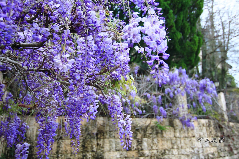 南投清境旅遊,南投紫藤花,清境紫藤花,紫藤花,霞飛音樂城堡