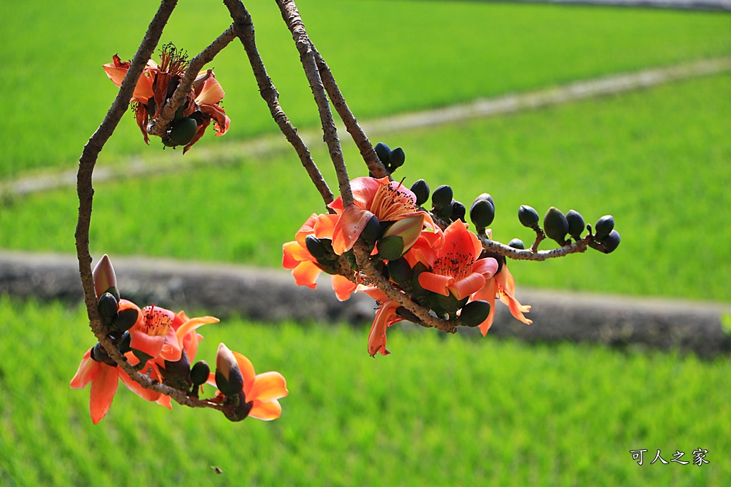 彰化木棉花,木棉花隧道,秘境,綿延4公里