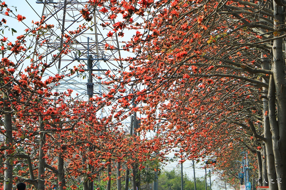 彰化木棉花,木棉花隧道,秘境,綿延4公里