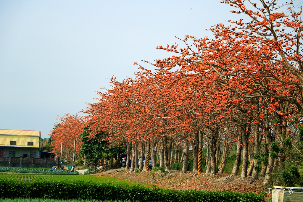 彰化木棉花,木棉花隧道,秘境,綿延4公里