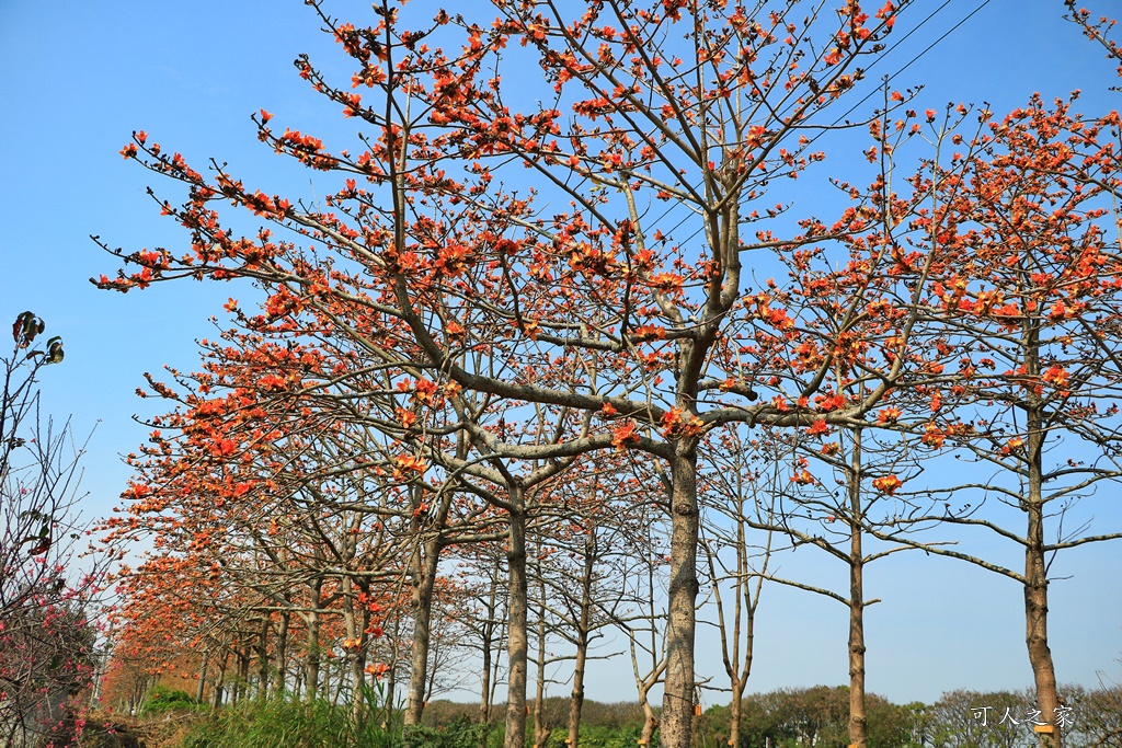 彰化木棉花,木棉花隧道,秘境,綿延4公里