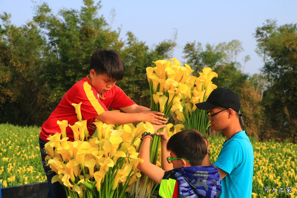 台中外埔美麗海芋田,台中海芋,外埔賞海芋,水頭二路,海芋田怎麼走