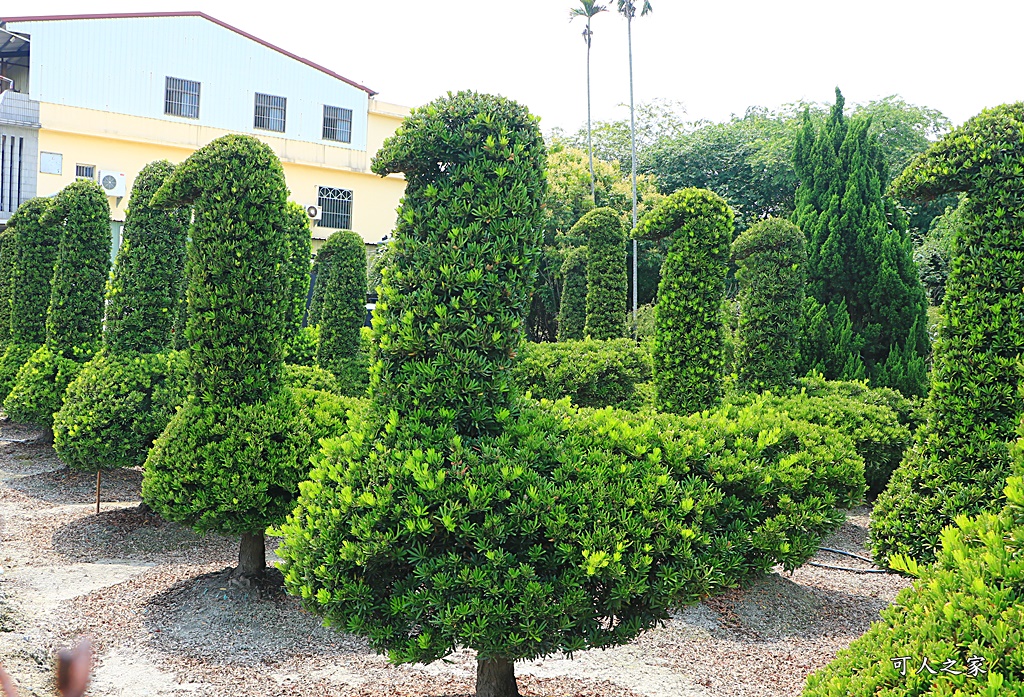 彰化IG熱點,彰化打卡景點,彰化新景點,彰化景點,彰化田尾公路花園