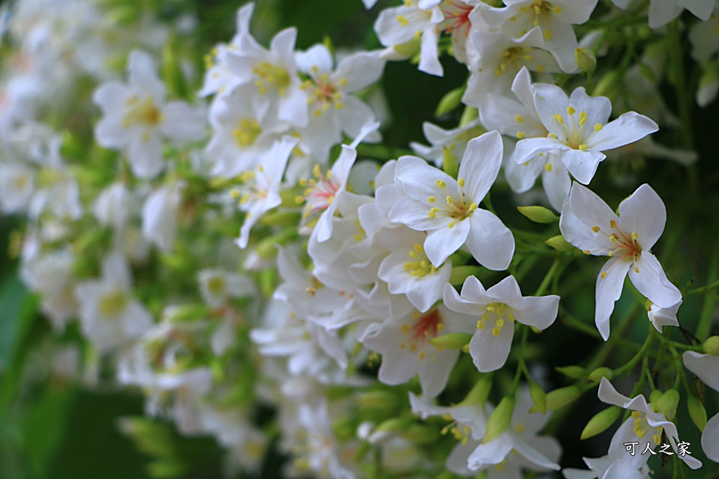 2018荷苞山花況,桐花公園,桐花公園露營區,荷苞山桐花季,賞桐、運動,雲林古坑,雲林賞桐花