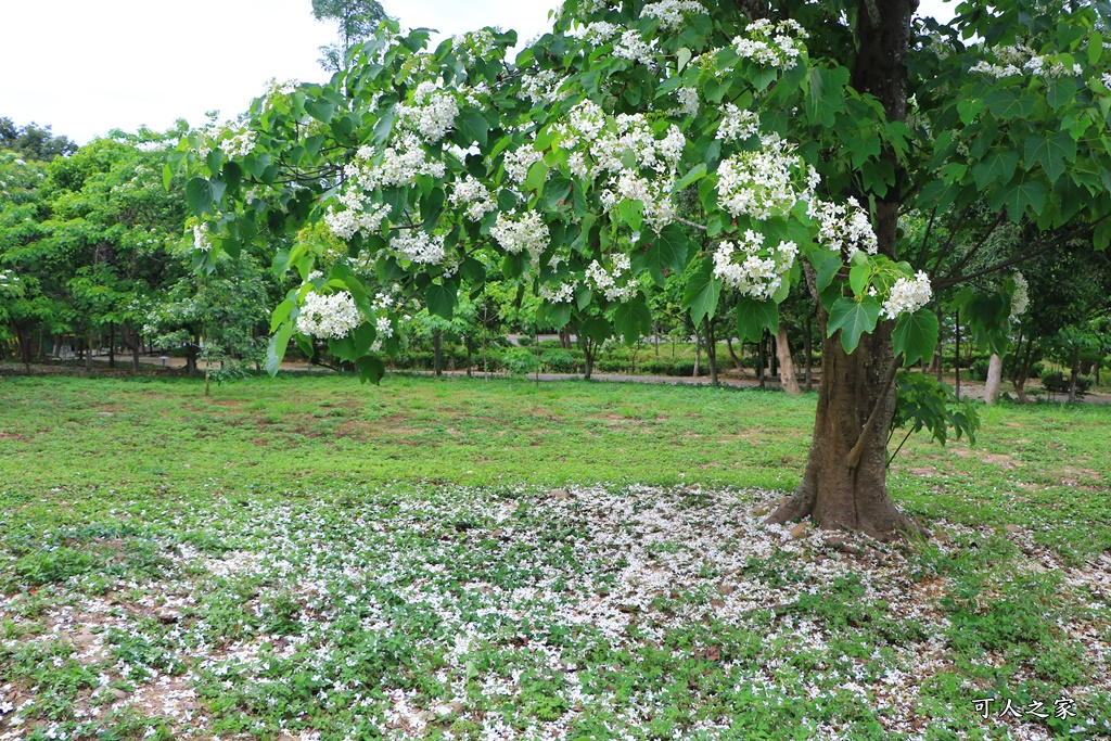 2018荷苞山花況,桐花公園,桐花公園露營區,荷苞山桐花季,賞桐、運動,雲林古坑,雲林賞桐花