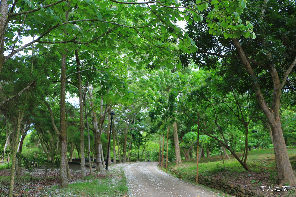 2018荷苞山花況,桐花公園,桐花公園露營區,荷苞山桐花季,賞桐、運動,雲林古坑,雲林賞桐花