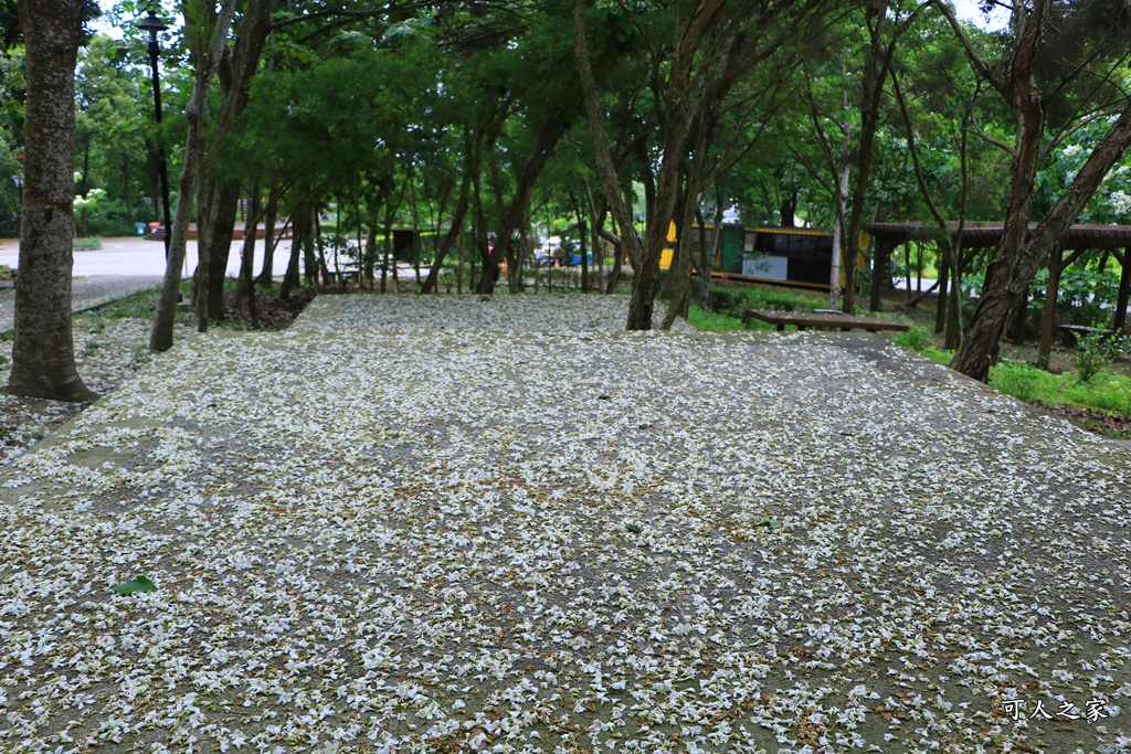 2018荷苞山花況,桐花公園,桐花公園露營區,荷苞山桐花季,賞桐、運動,雲林古坑,雲林賞桐花