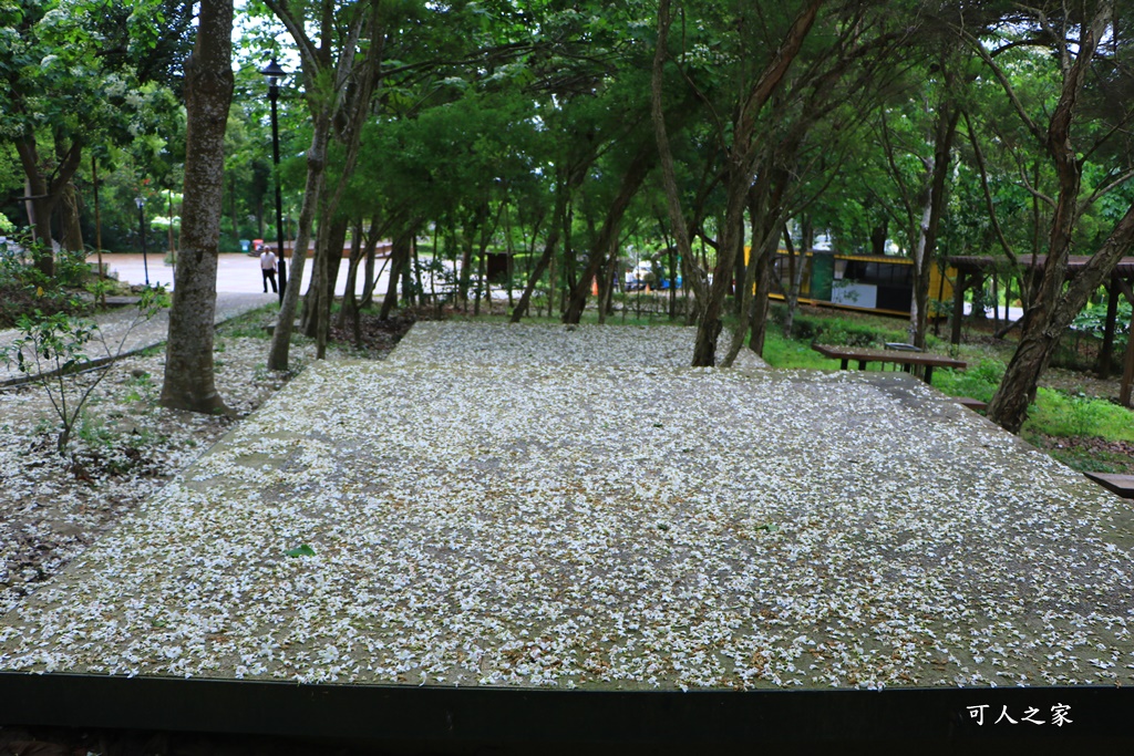 2018荷苞山花況,桐花公園,桐花公園露營區,荷苞山桐花季,賞桐、運動,雲林古坑,雲林賞桐花