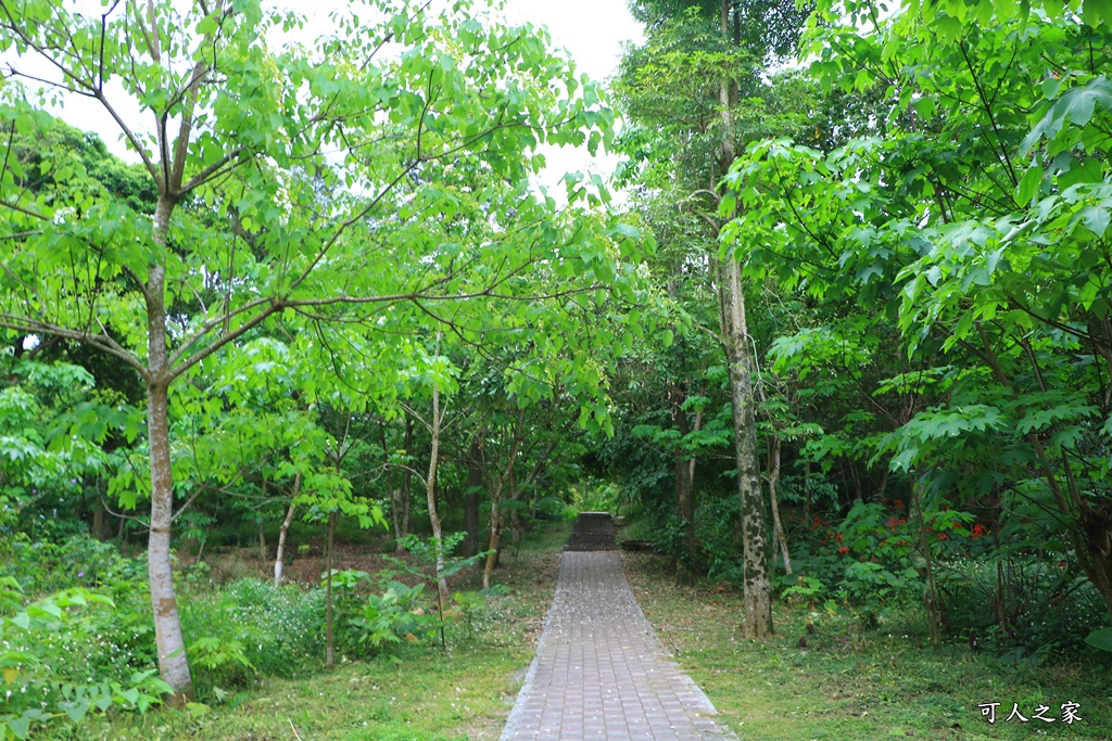 2018荷苞山花況,桐花公園,桐花公園露營區,荷苞山桐花季,賞桐、運動,雲林古坑,雲林賞桐花