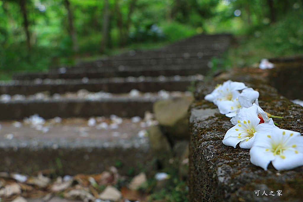 2018荷苞山花況,桐花公園,桐花公園露營區,荷苞山桐花季,賞桐、運動,雲林古坑,雲林賞桐花 @可人之家