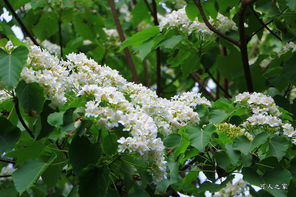 2018荷苞山花況,桐花公園,桐花公園露營區,荷苞山桐花季,賞桐、運動,雲林古坑,雲林賞桐花