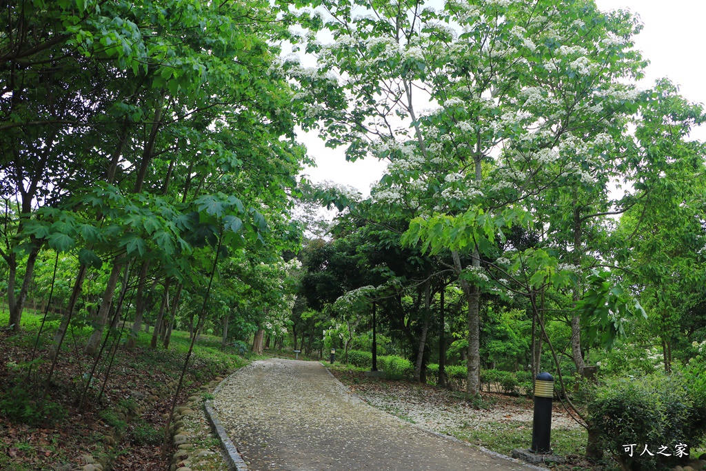 2018荷苞山花況,桐花公園,桐花公園露營區,荷苞山桐花季,賞桐、運動,雲林古坑,雲林賞桐花