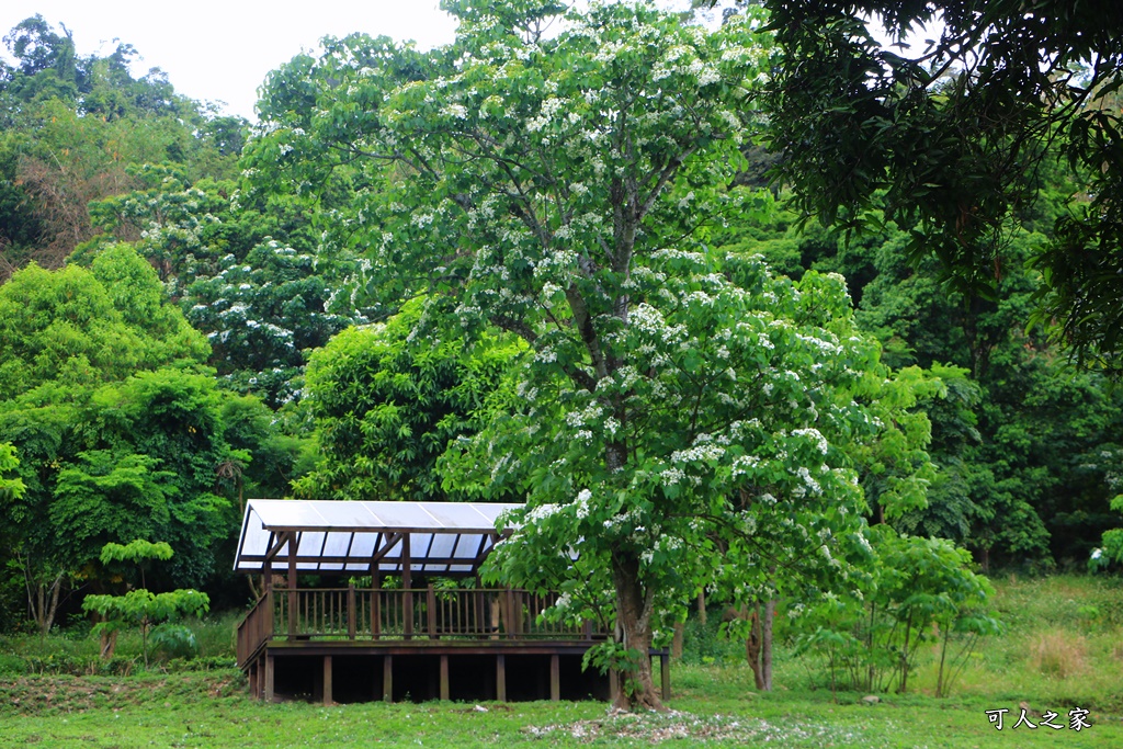 2018荷苞山花況,桐花公園,桐花公園露營區,荷苞山桐花季,賞桐、運動,雲林古坑,雲林賞桐花