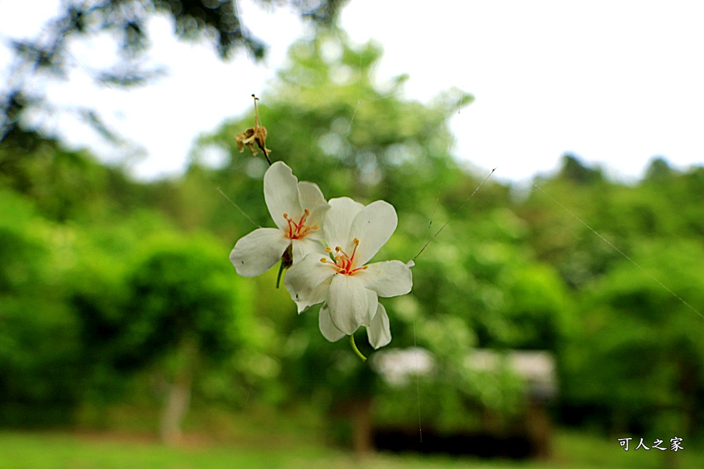 2018荷苞山花況,桐花公園,桐花公園露營區,荷苞山桐花季,賞桐、運動,雲林古坑,雲林賞桐花