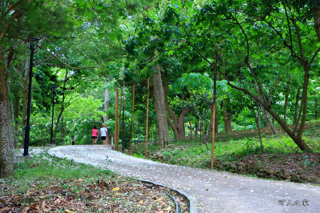 2018荷苞山花況,桐花公園,桐花公園露營區,荷苞山桐花季,賞桐、運動,雲林古坑,雲林賞桐花