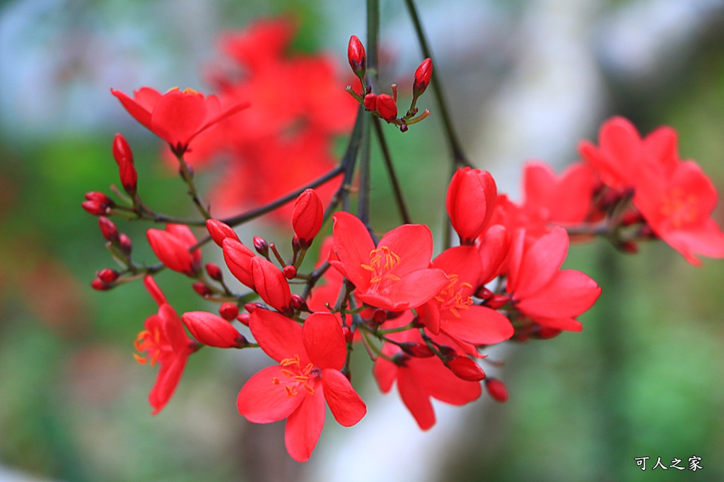 2018荷苞山花況,桐花公園,桐花公園露營區,荷苞山桐花季,賞桐、運動,雲林古坑,雲林賞桐花