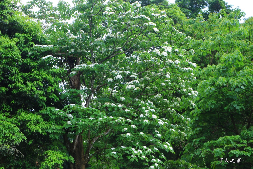 2018荷苞山花況,桐花公園,桐花公園露營區,荷苞山桐花季,賞桐、運動,雲林古坑,雲林賞桐花