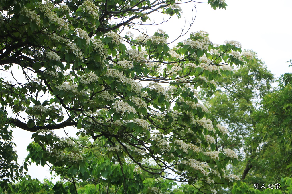 2018荷苞山花況,桐花公園,桐花公園露營區,荷苞山桐花季,賞桐、運動,雲林古坑,雲林賞桐花