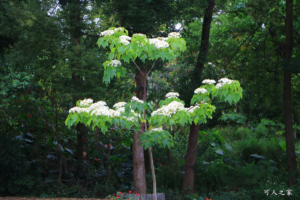 2018荷苞山花況,桐花公園,桐花公園露營區,荷苞山桐花季,賞桐、運動,雲林古坑,雲林賞桐花