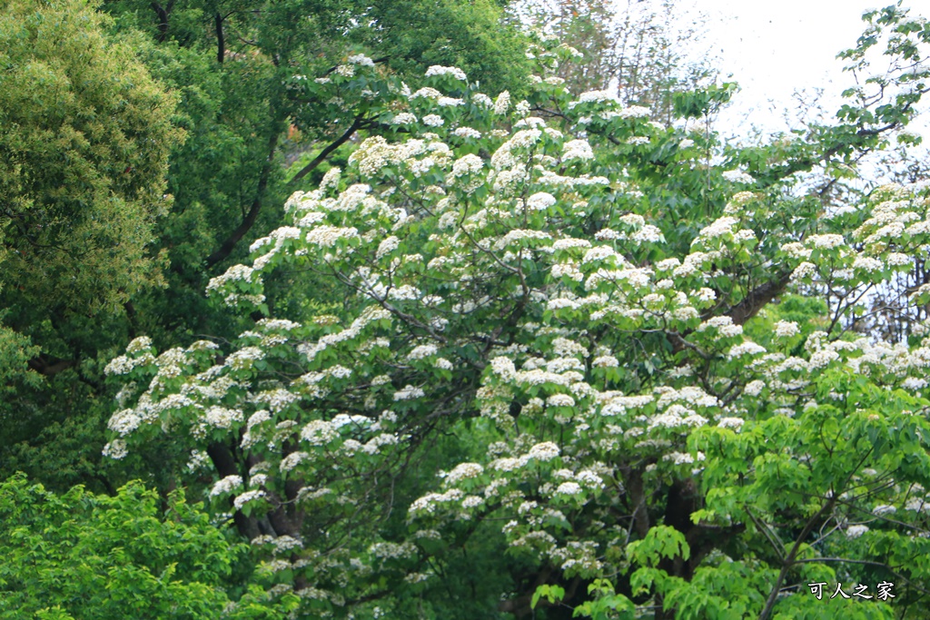 2018荷苞山花況,桐花公園,桐花公園露營區,荷苞山桐花季,賞桐、運動,雲林古坑,雲林賞桐花