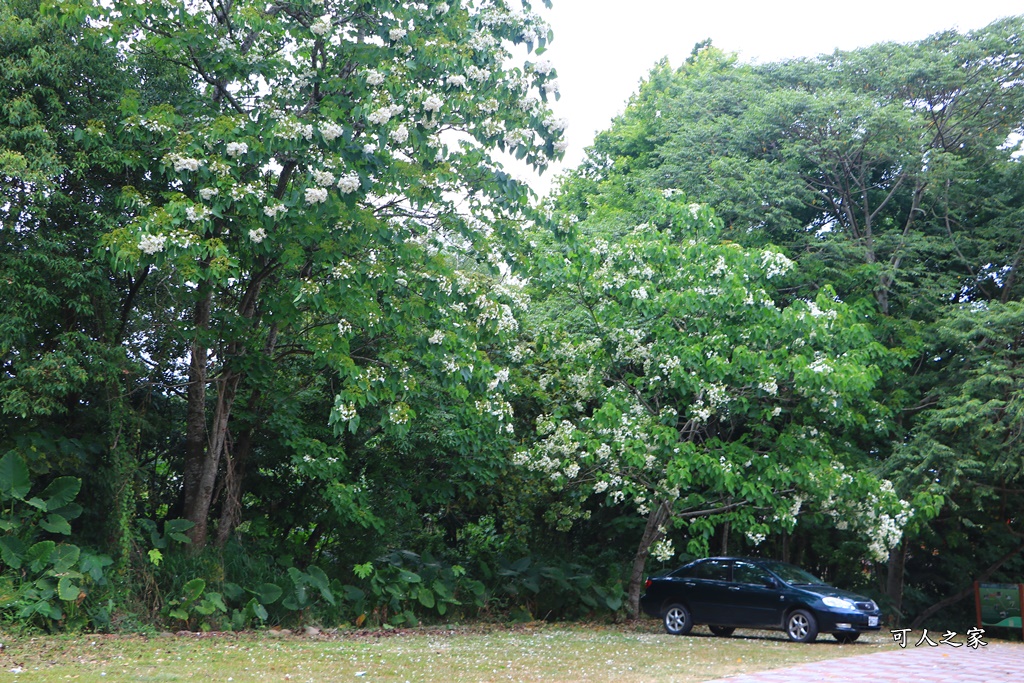 2018荷苞山花況,桐花公園,桐花公園露營區,荷苞山桐花季,賞桐、運動,雲林古坑,雲林賞桐花