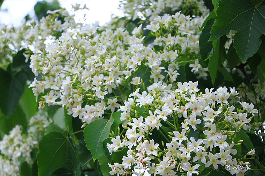 2018荷苞山花況,桐花公園,桐花公園露營區,荷苞山桐花季,賞桐、運動,雲林古坑,雲林賞桐花