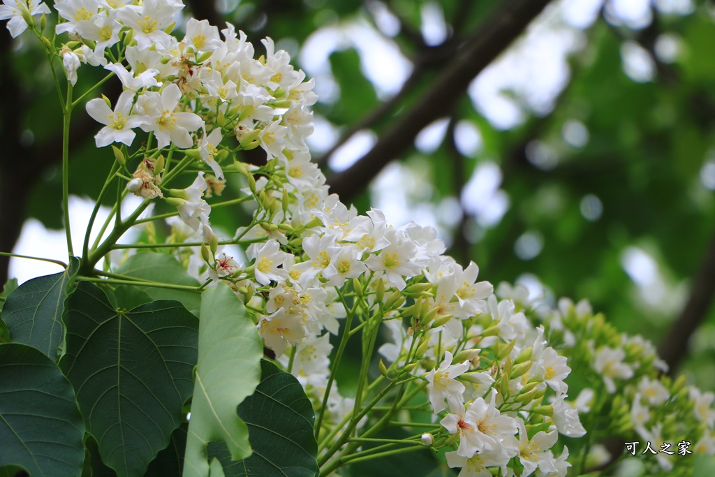 2018荷苞山花況,桐花公園,桐花公園露營區,荷苞山桐花季,賞桐、運動,雲林古坑,雲林賞桐花