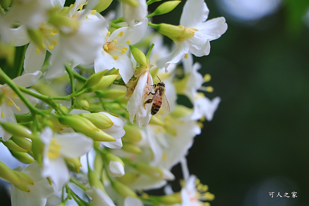 2018荷苞山花況,桐花公園,桐花公園露營區,荷苞山桐花季,賞桐、運動,雲林古坑,雲林賞桐花