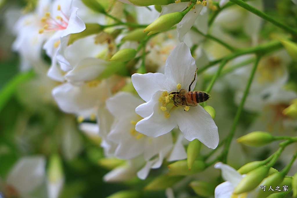 2018荷苞山花況,桐花公園,桐花公園露營區,荷苞山桐花季,賞桐、運動,雲林古坑,雲林賞桐花