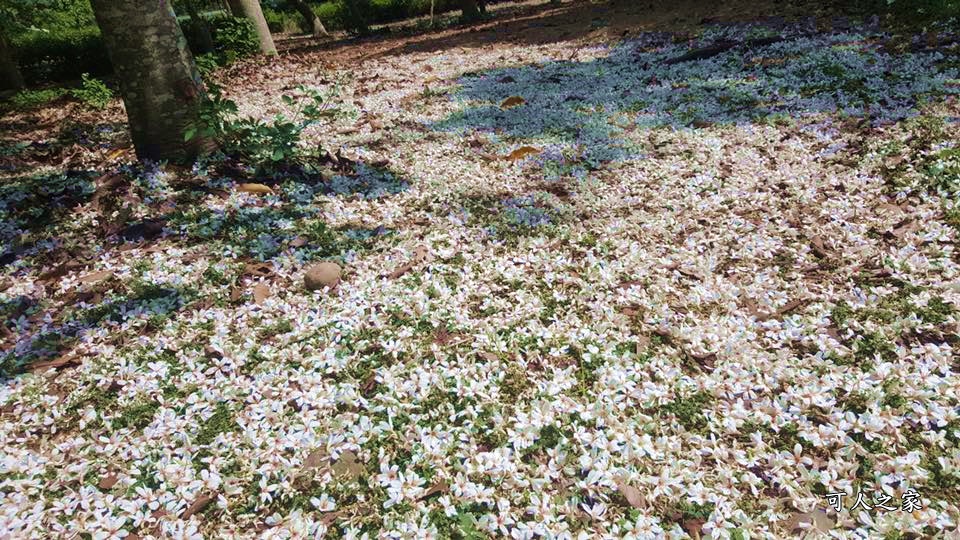 2018荷苞山花況,桐花公園,桐花公園露營區,荷苞山桐花季,賞桐、運動,雲林古坑,雲林賞桐花