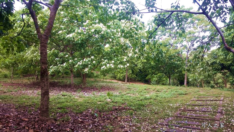 2018荷苞山花況,桐花公園,桐花公園露營區,荷苞山桐花季,賞桐、運動,雲林古坑,雲林賞桐花