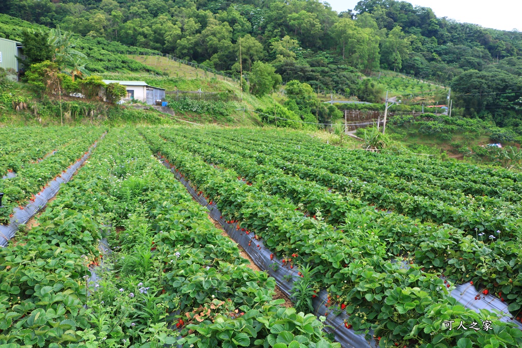 優質露營區,四季非露不可,季節限定採果樂,玩沙、玩水溜滑梯、,苗栗露營,螢火蟲