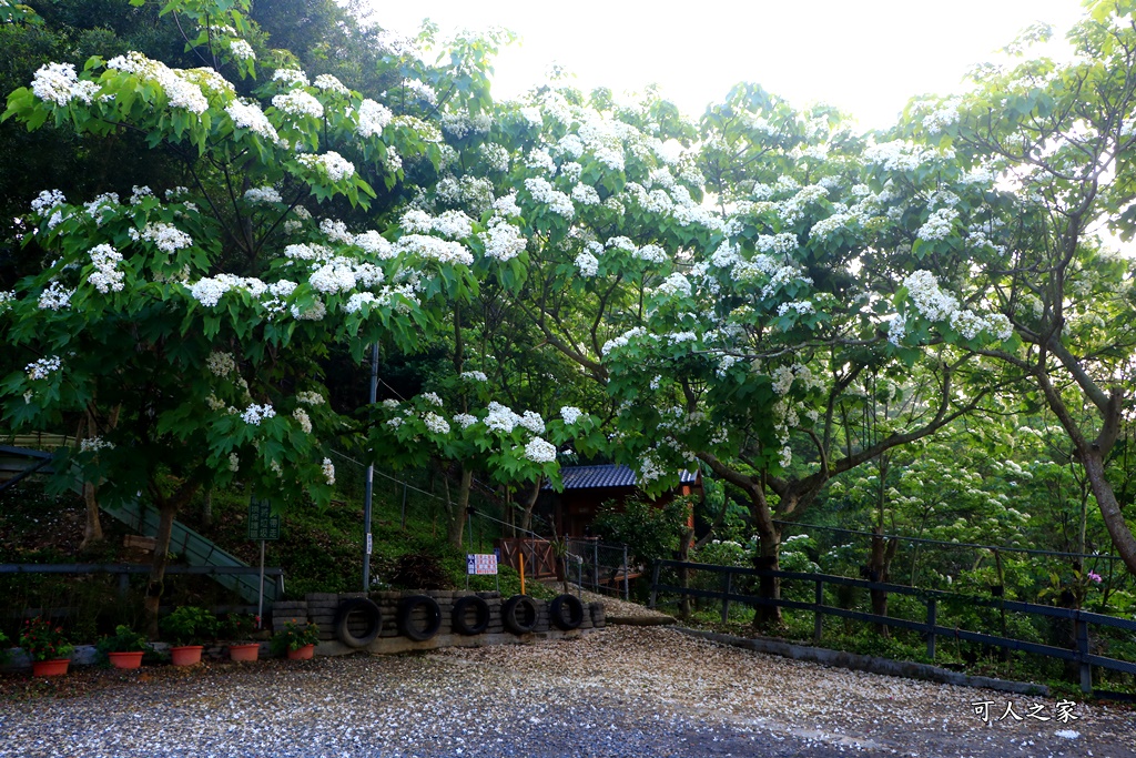 彰化員林出水坑桐花秘境、桐花高鐵、2020彰化桐花季、賞桐步道、彰化親子一日遊