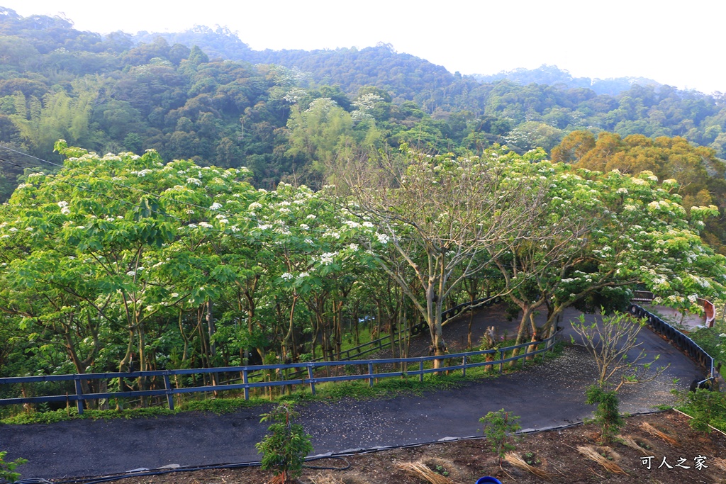 彰化員林出水坑桐花秘境、桐花高鐵、2020彰化桐花季、賞桐步道、彰化親子一日遊