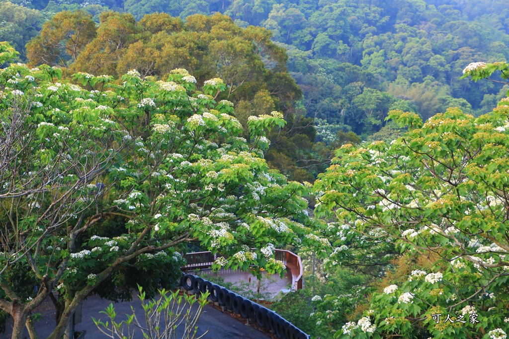 彰化員林出水坑桐花秘境、桐花高鐵、2020彰化桐花季、賞桐步道、彰化親子一日遊