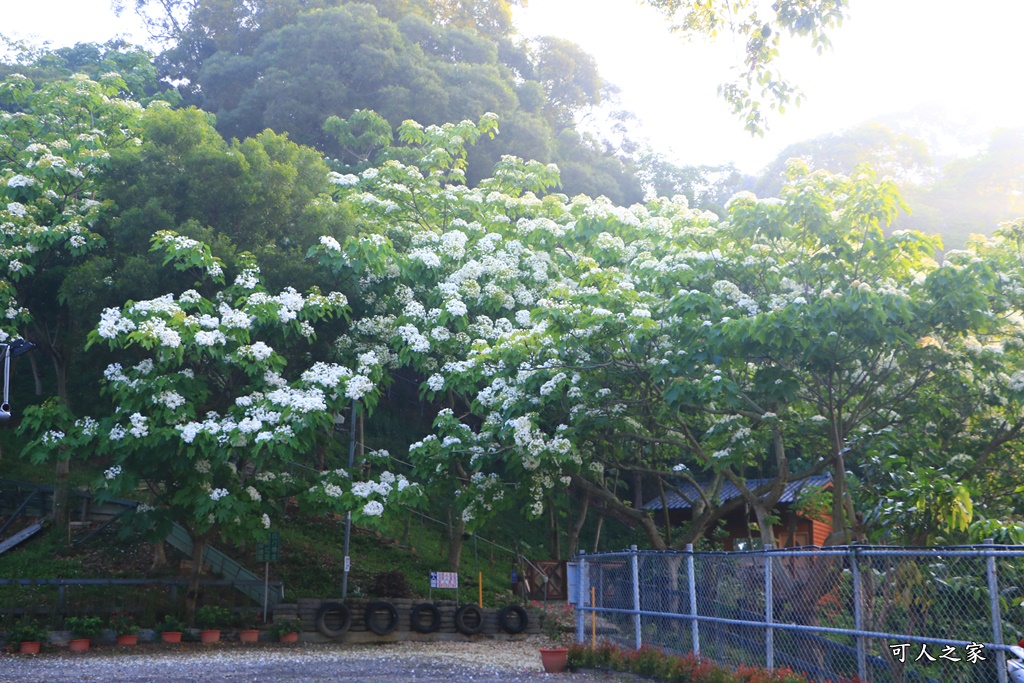 彰化員林出水坑桐花秘境、桐花高鐵、2020彰化桐花季、賞桐步道、彰化親子一日遊