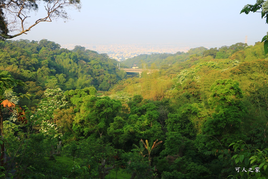 彰化員林出水坑桐花秘境、桐花高鐵、2020彰化桐花季、賞桐步道、彰化親子一日遊