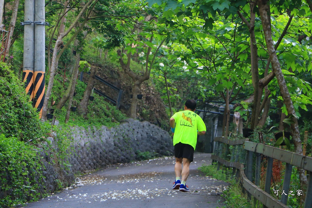 彰化員林出水坑桐花秘境、桐花高鐵、2020彰化桐花季、賞桐步道、彰化親子一日遊