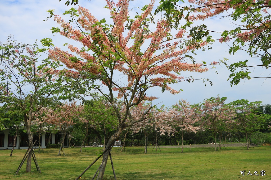 花旗木,菓風花旗木,雲林菓風巧克力工房,雲林賞花